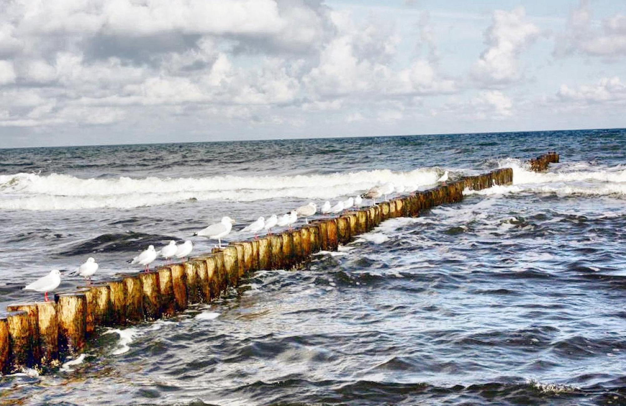 Haus Seegurke Zingst Zewnętrze zdjęcie